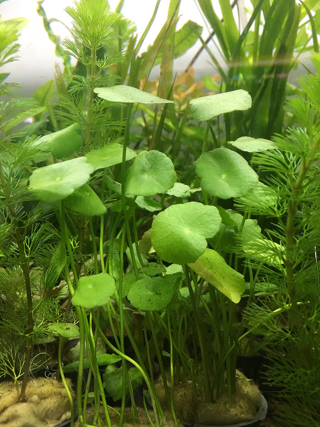 Manyflower marshpennywort: Hydrocotyle umbellata, is an aquatic plant. Its English common name is manyflower marshpennywort or dollarweed.