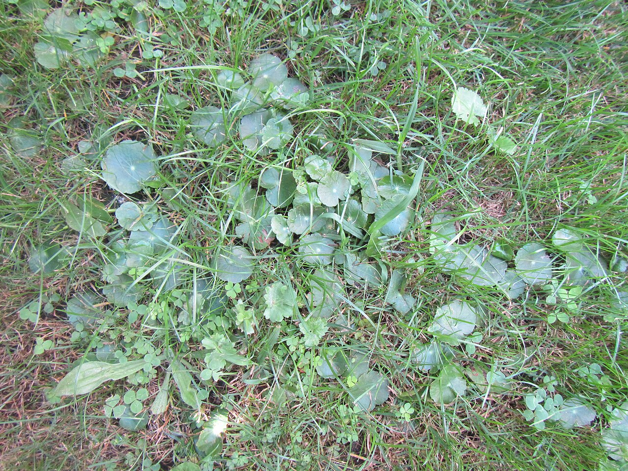 Manyflower marshpennywort (Hydrocotyle umbellata)