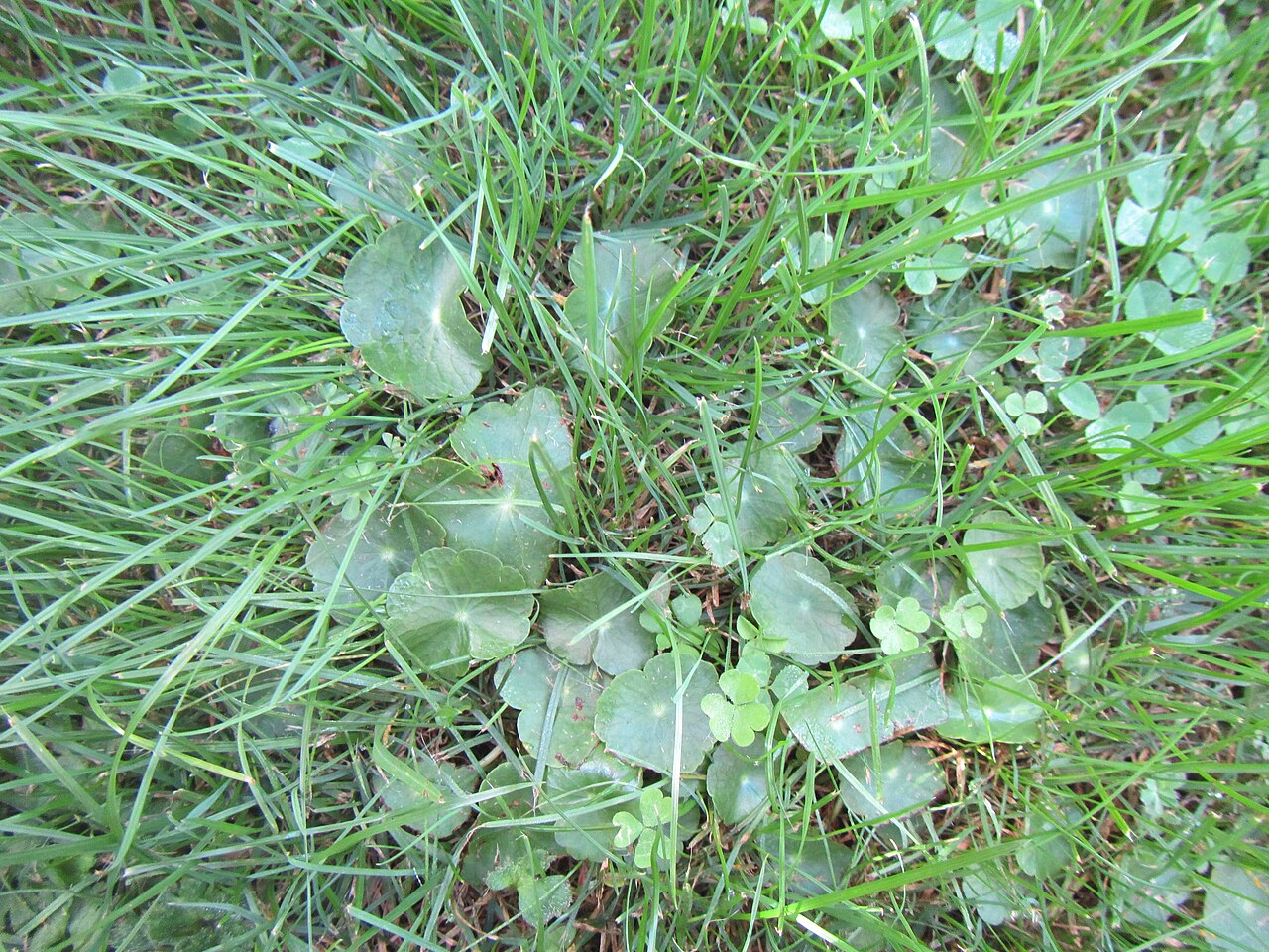 Manyflower marshpennywort (Hydrocotyle umbellata)