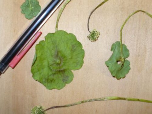 Manyflower marshpennywort (Hydrocotyle umbellata)