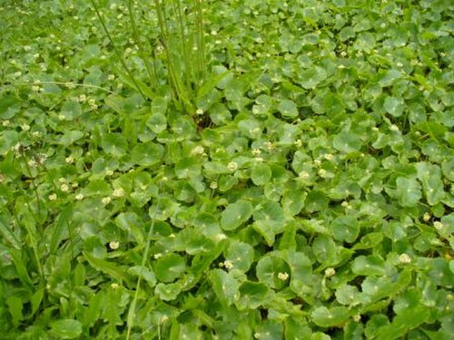 Manyflower marshpennywort (Hydrocotyle umbellata)