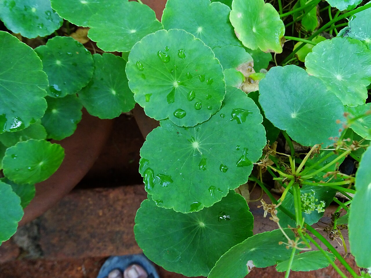 Manyflower marshpennywort: Hydrocotyle umbellata seen in Amruth Herbal Gardens (Transdisciplinary University) Bangalore