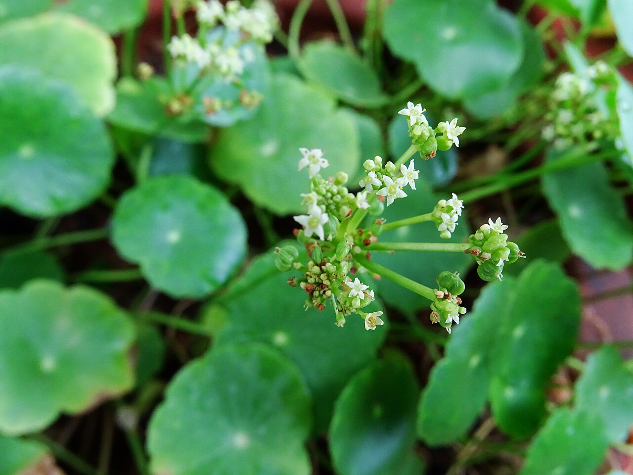 Manyflower marshpennywort: Hydrocotyle umbellata seen in Amruth Herbal Gardens (Transdisciplinary University) Bangalore
