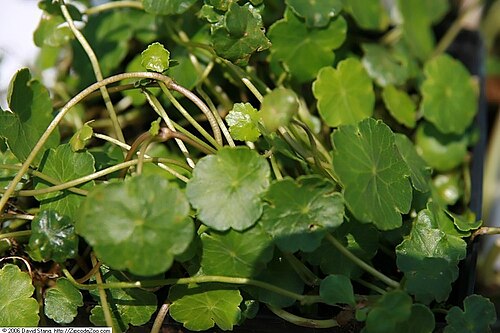 Whorled marshpennywort: Location taken: Behnke Nurseries, Potomac MD USA. Names: Hydrocotyle verticillata Thunb., Amerikanischer Wassernabel, Marsh Pennywort, Water Pennywort, Whorled