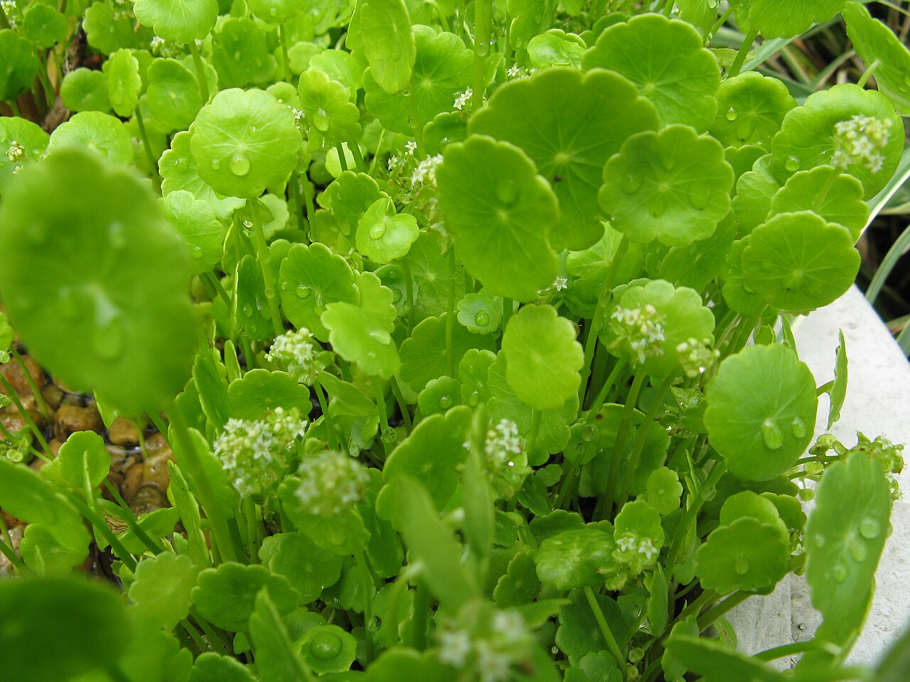 Whorled marshpennywort: ウチワゼニクサ