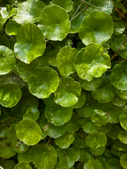 Whorled marshpennywort (Hydrocotyle verticillata)