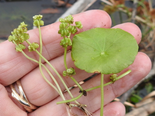 Whorled marshpennywort (Hydrocotyle verticillata)