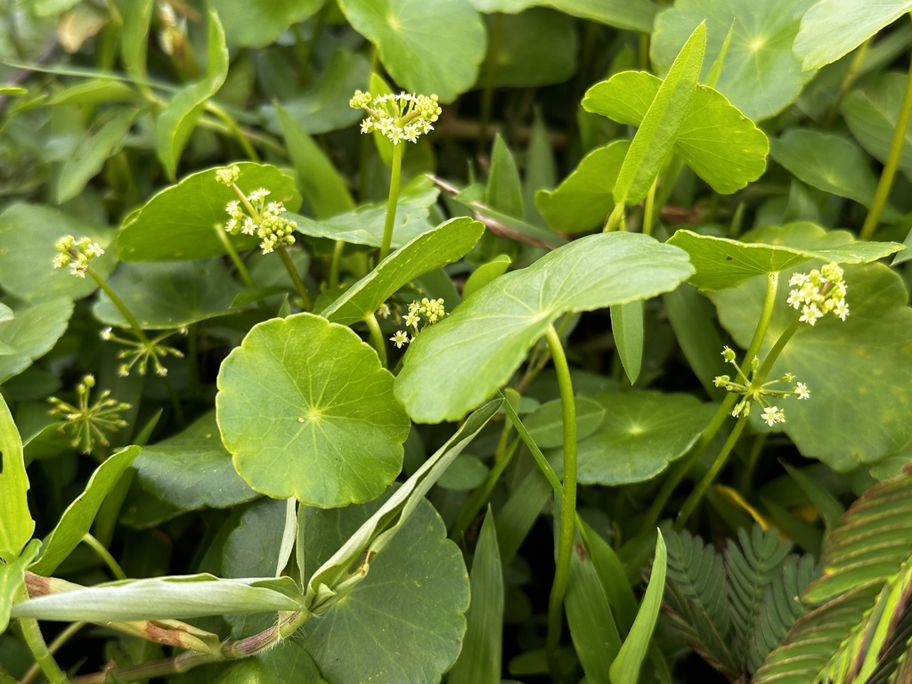 Whorled marshpennywort (Hydrocotyle verticillata)