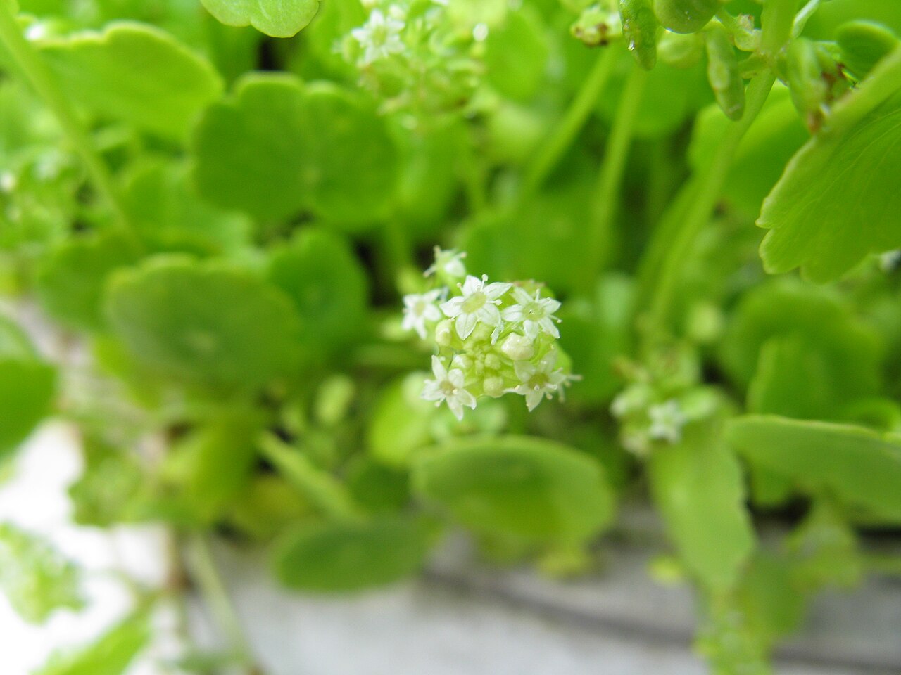 Whorled marshpennywort: ウチワゼニクサ