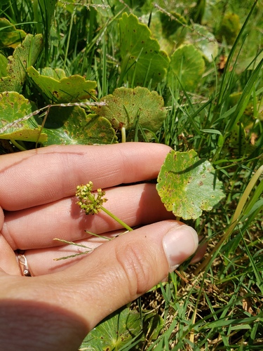 Whorled marshpennywort (Hydrocotyle verticillata)