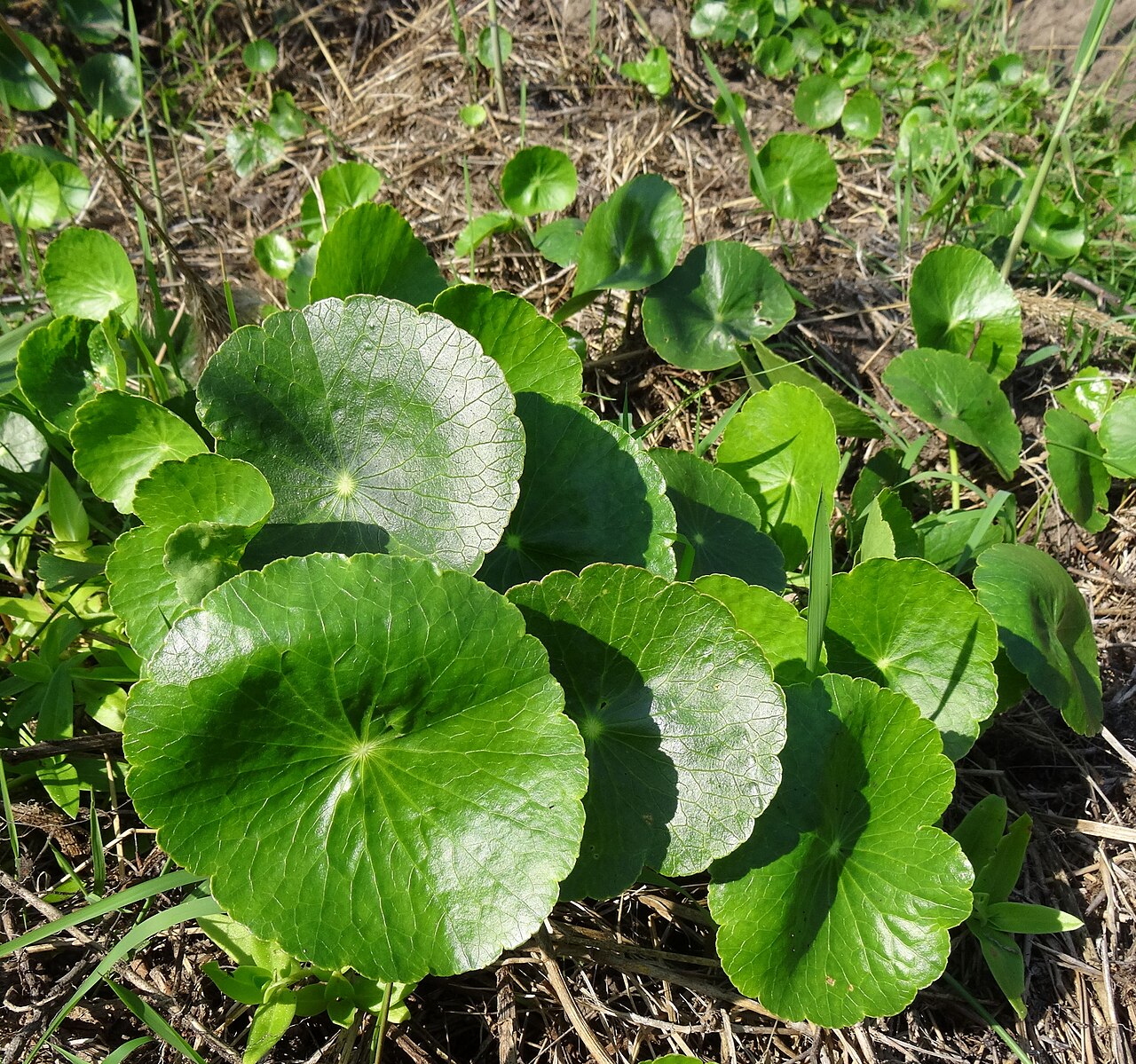 Whorled marshpennywort: These plants are very common in wet soils around the lagoons south of Xai-Xai, southern Mozambique.
