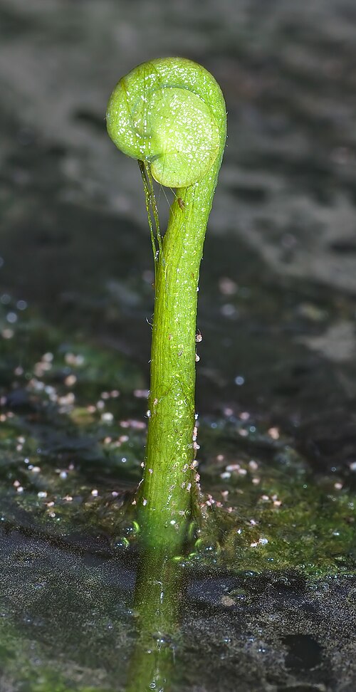 Whorled marshpennywort: This image shows a Marsh Pennywort ( Hydrocotyle verticillata ).