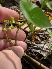 Whorled marshpennywort (Hydrocotyle verticillata)