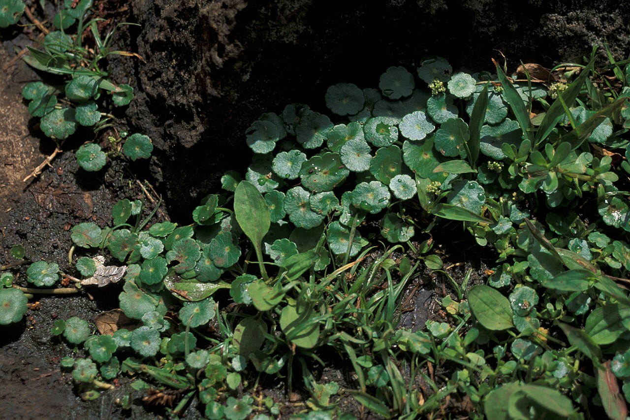 Whorled marshpennywort: Hydrocotyle verticillata (habit). Location: Maui, Kepaniwai
