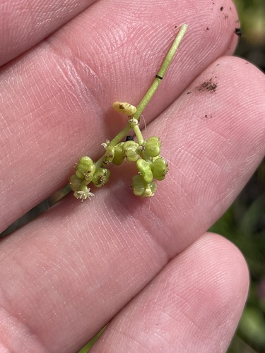 Whorled marshpennywort (Hydrocotyle verticillata)