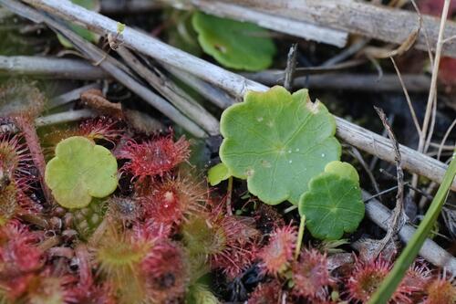 Marsh pennywort (Hydrocotyle vulgaris)
