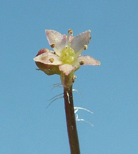 Marsh pennywort: Flower of Hydrocotyle vulgaris. Turze on Miedwie Lake, NW Poland