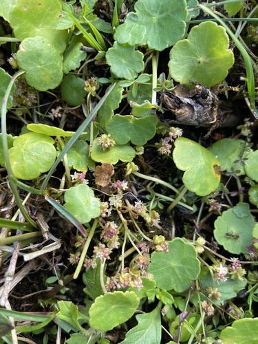 Marsh pennywort (Hydrocotyle vulgaris)