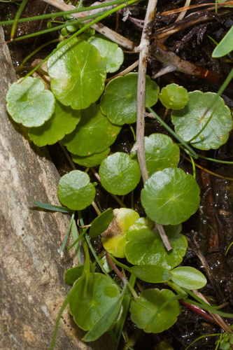Marsh pennywort (Hydrocotyle vulgaris)