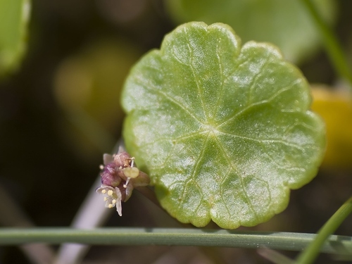 Marsh pennywort (Hydrocotyle vulgaris)