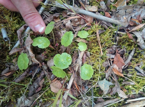Marsh pennywort (Hydrocotyle vulgaris)