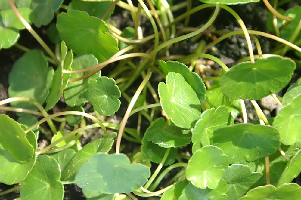Marsh pennywort: Location taken: Behnke Nurseries, Potomac MD USA. Names: Hydrocotyle umbellata L., Acariçoba, Acaricaba, Acariçoba, Capitão, Erva-Capitão, Hydrocotyle à Ombelle