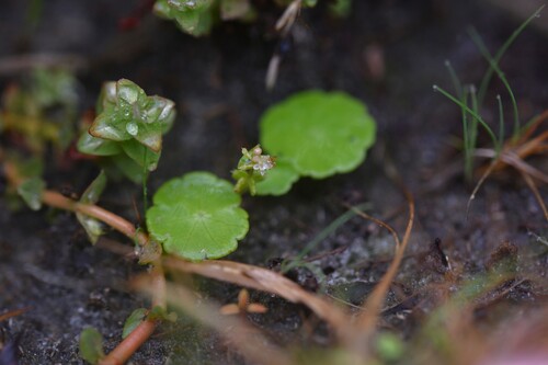 Marsh pennywort (Hydrocotyle vulgaris)