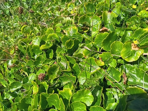 Marsh pennywort (Hydrocotyle vulgaris)