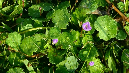 Marsh pennywort (Hydrocotyle vulgaris)