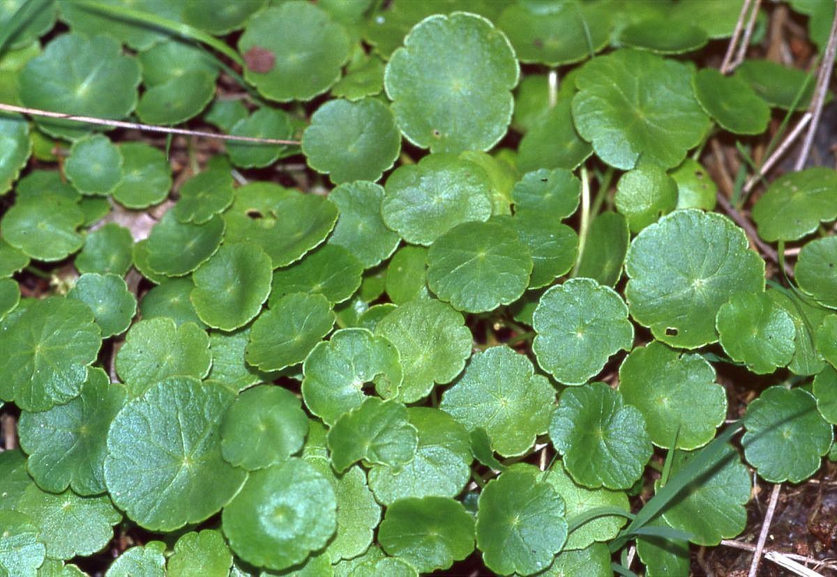 Marsh pennywort (Hydrocotyle vulgaris)