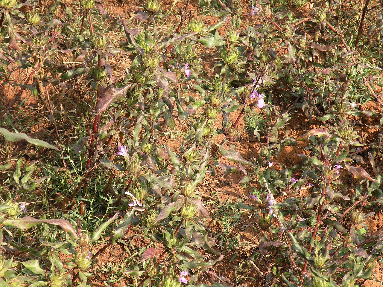 Hydrophilus rattrayi: Hydrophilus stillata