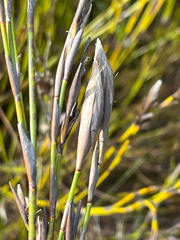 Hydrophilus rattrayi (Hydrophilus rattrayi)
