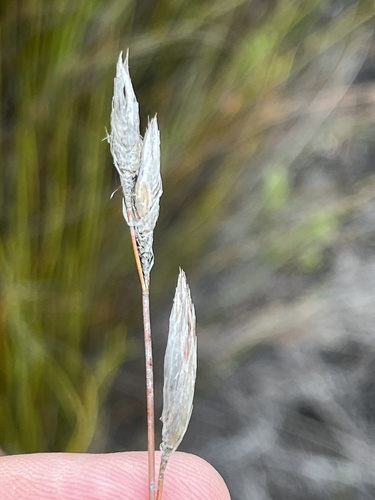 Hydrophilus rattrayi (Hydrophilus rattrayi)