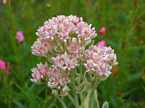 Garden stonecrop: Sedum erythrostictum in Fata Morgana Greenhouse, Prague Botanical Garden