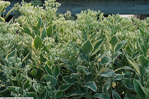 Garden stonecrop: Location taken: Merrifield Garden Center, Fairfax VA USA. Names: Sedum erythrostictum 'Frosty Morn' , Frosty Morn Stonecrop, Showy Stonecro Classification: Plan