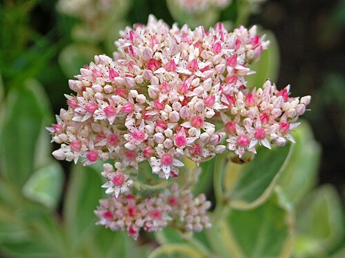 Garden stonecrop: Sedum erythrostictum in Fata Morgana Greenhouse, Prague Botanical Garden