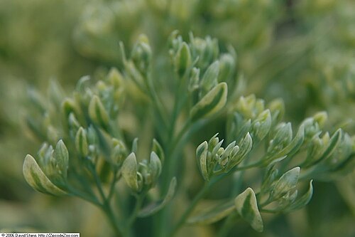 Garden stonecrop: Location taken: Merrifield Garden Center, Fairfax VA USA. Names: Sedum erythrostictum 'Frosty Morn' , Frosty Morn Stonecrop, Showy Stonecro Classification: Plan