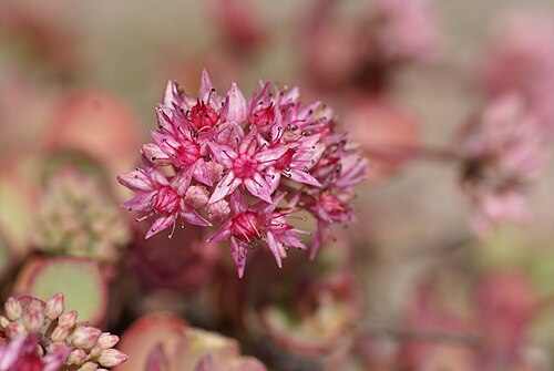 Pink Mongolian stonecrop: Plant species Hylotelephium ewersii in Botaniska trädgården, Uppsala