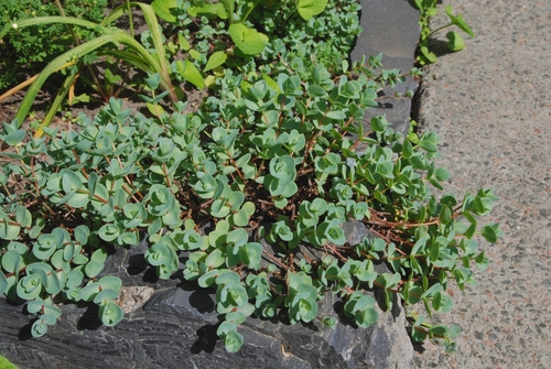 Pink Mongolian stonecrop (Hylotelephium ewersii)