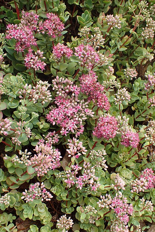 Pink Mongolian stonecrop: Hylotelephium ewersii in Wrocław University Botanical Garden
