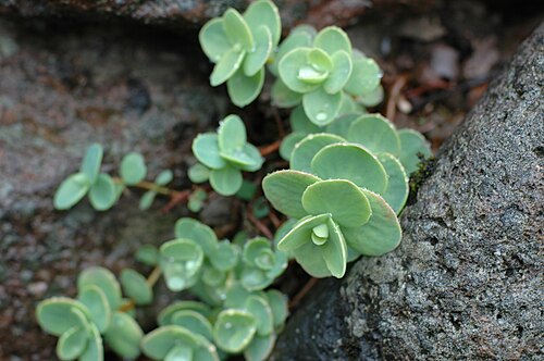 Pink Mongolian stonecrop: Habit of Hylotelephium ewersii (syn. Sedum ewersii ) at Rennsteiggarten near Oberhof/Thuringia, Germany