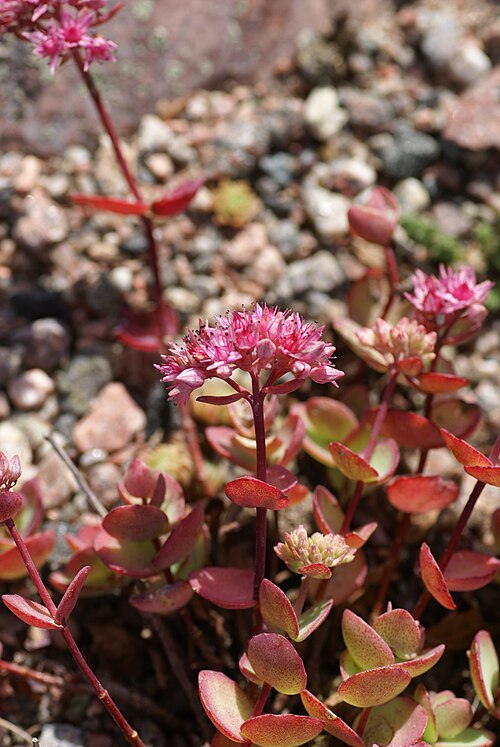 Pink Mongolian stonecrop: Plant species Hylotelephium ewersii in Botaniska trädgården, Uppsala
