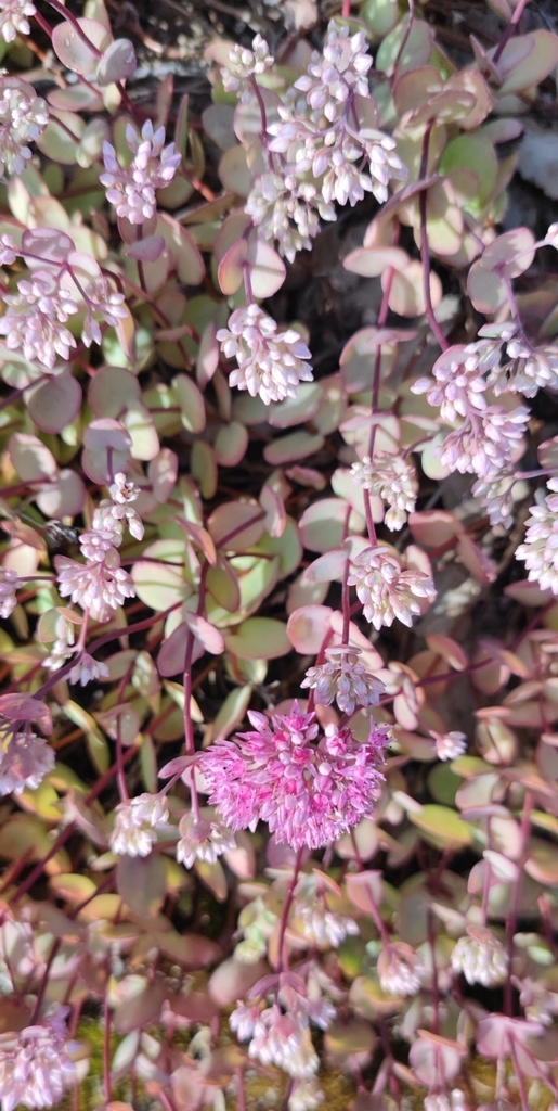 Pink Mongolian stonecrop (Hylotelephium ewersii)