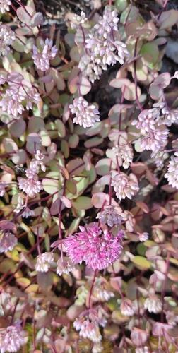 Pink Mongolian stonecrop (Hylotelephium ewersii)