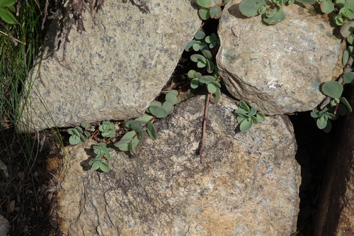 Pink Mongolian stonecrop (Hylotelephium ewersii)