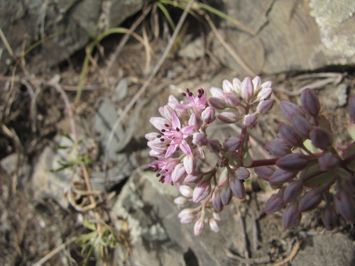 Pink Mongolian stonecrop (Hylotelephium ewersii)
