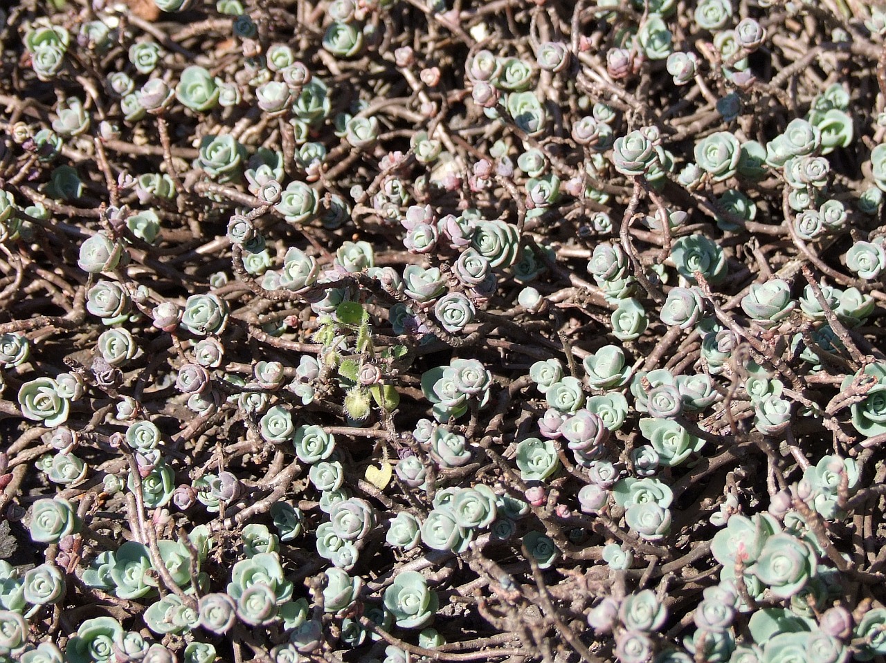 Pink Mongolian stonecrop: Hylotelephium ewersii