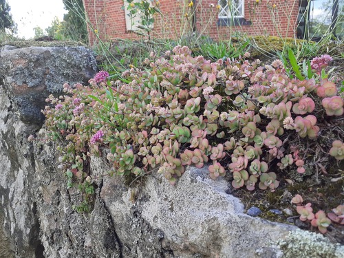 Pink Mongolian stonecrop (Hylotelephium ewersii)