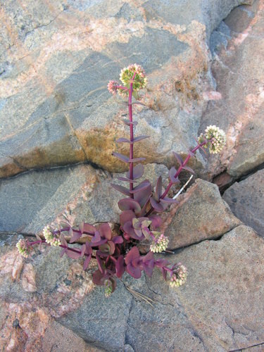 Hylotelephium maximum (Hylotelephium maximum)