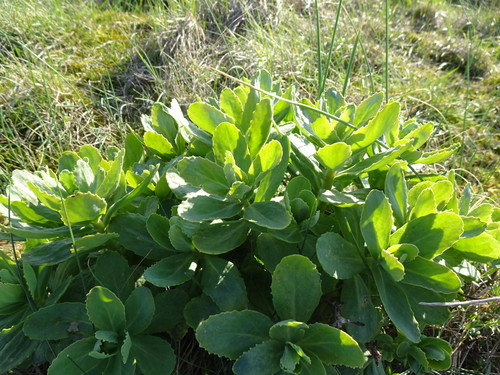 Hylotelephium maximum (Hylotelephium maximum)